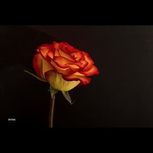 Meet your Posher, Norma